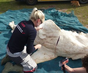 Grootwithaai gedissekteer